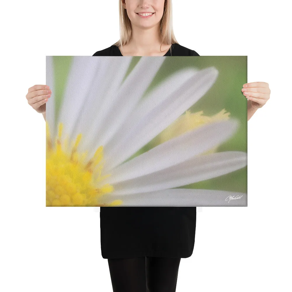 The Daisy Dream Canvas (1/2)
