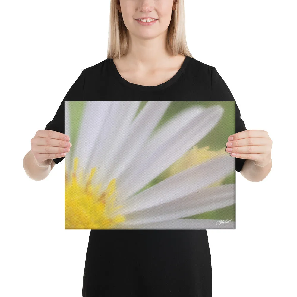 The Daisy Dream Canvas (1/2)