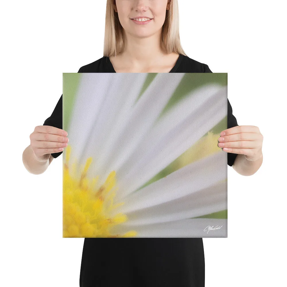The Daisy Dream Canvas (1/2)
