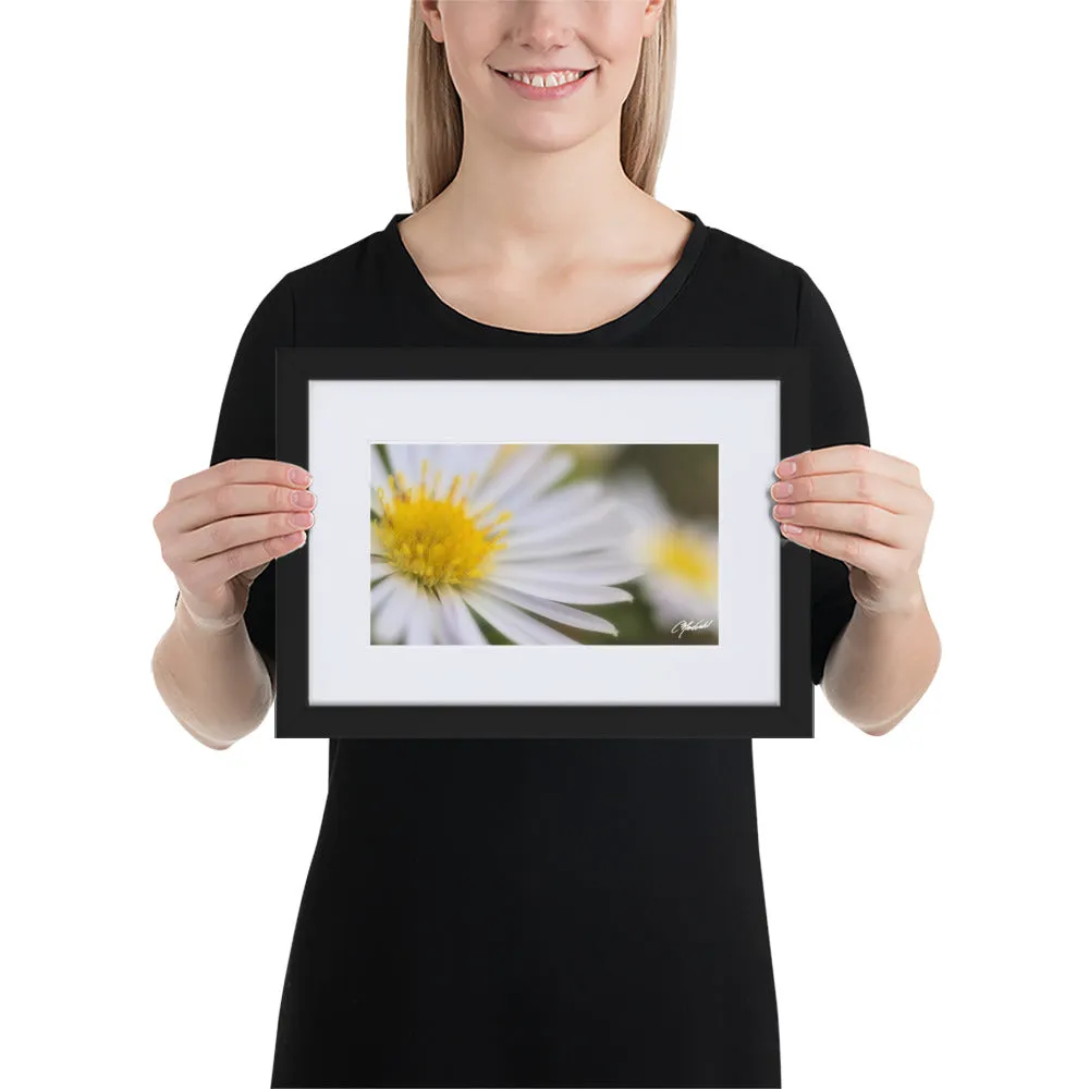 The Daisy Dream Framed Print (2/2)