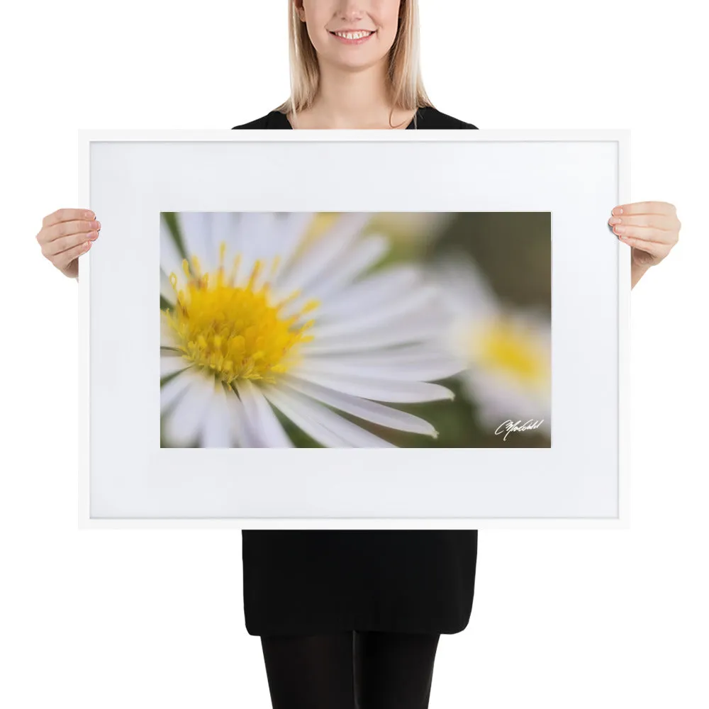 The Daisy Dream Framed Print (2/2)