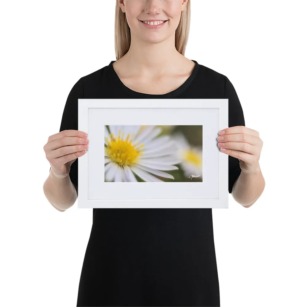 The Daisy Dream Framed Print (2/2)