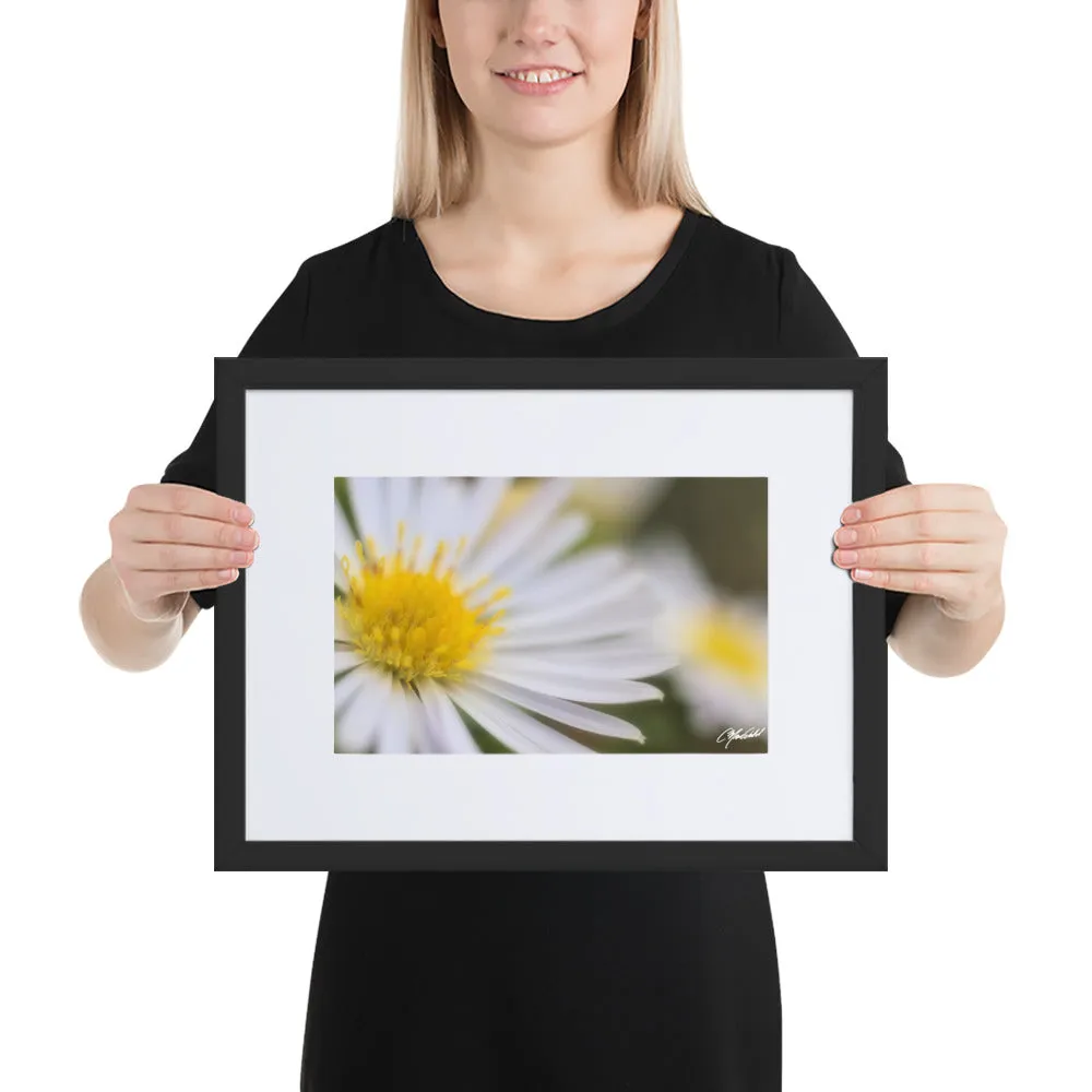 The Daisy Dream Framed Print (2/2)
