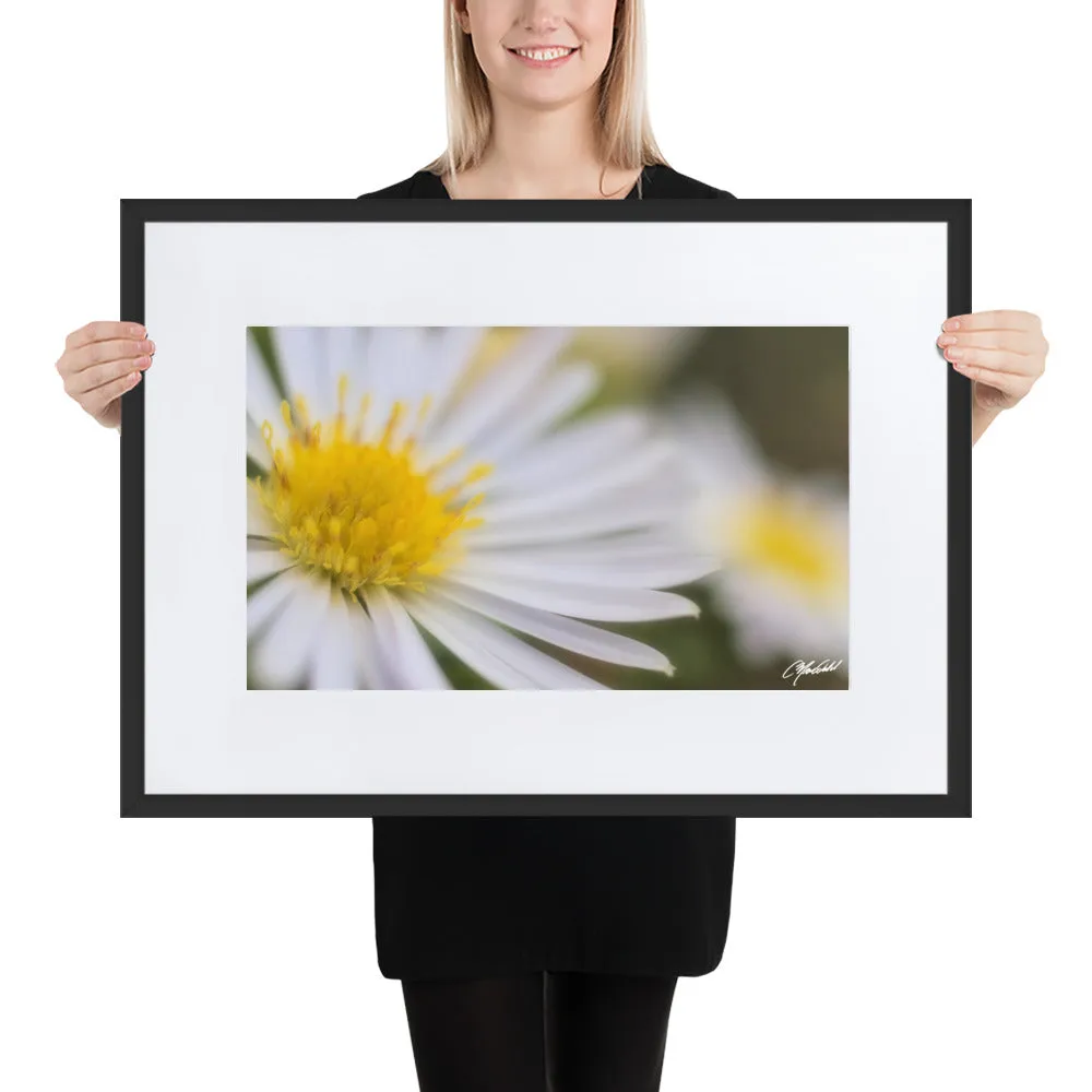 The Daisy Dream Framed Print (2/2)