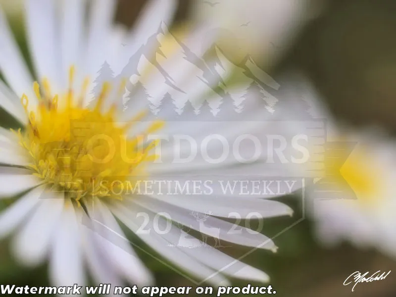 The Daisy Dream Framed Print (2/2)