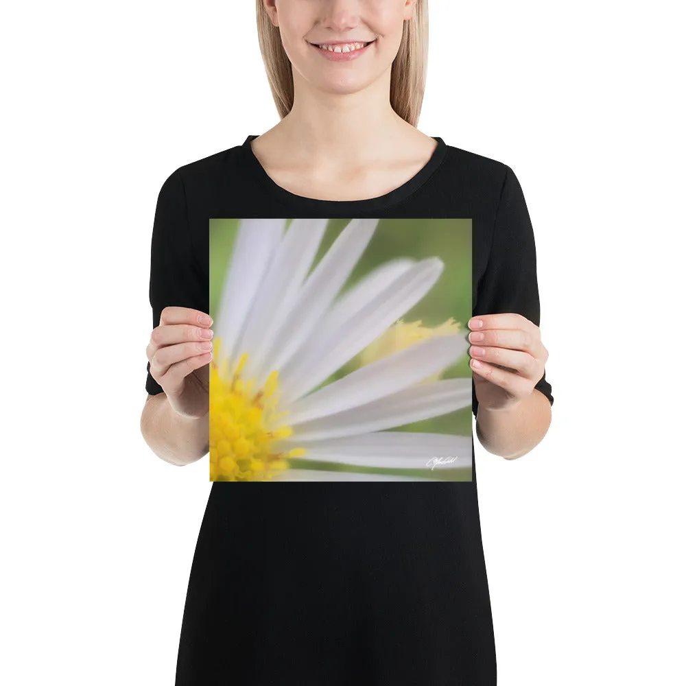 The Daisy Dream Print (1/2)