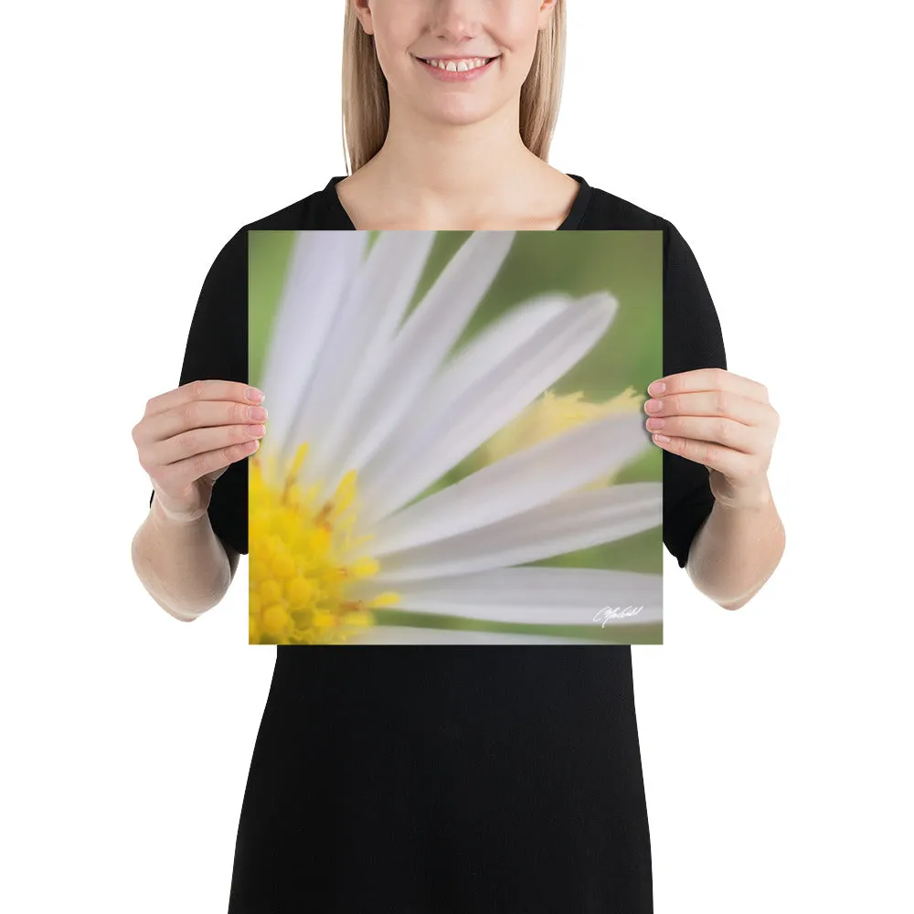 The Daisy Dream Print (1/2)