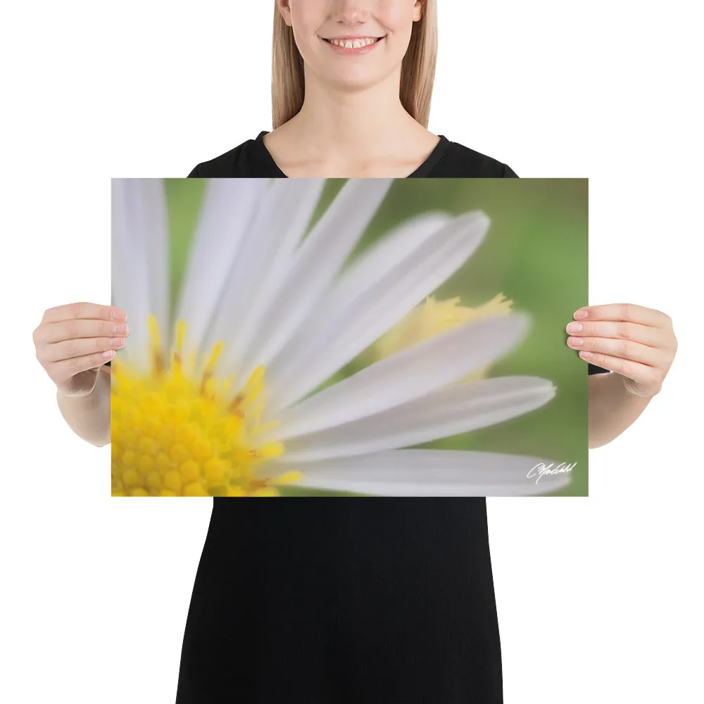 The Daisy Dream Print (1/2)