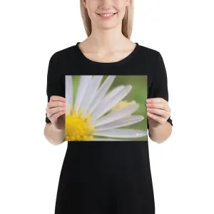 The Daisy Dream Print (1/2)