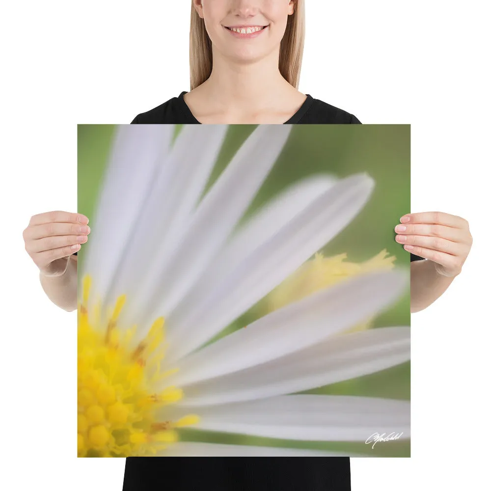 The Daisy Dream Print (1/2)
