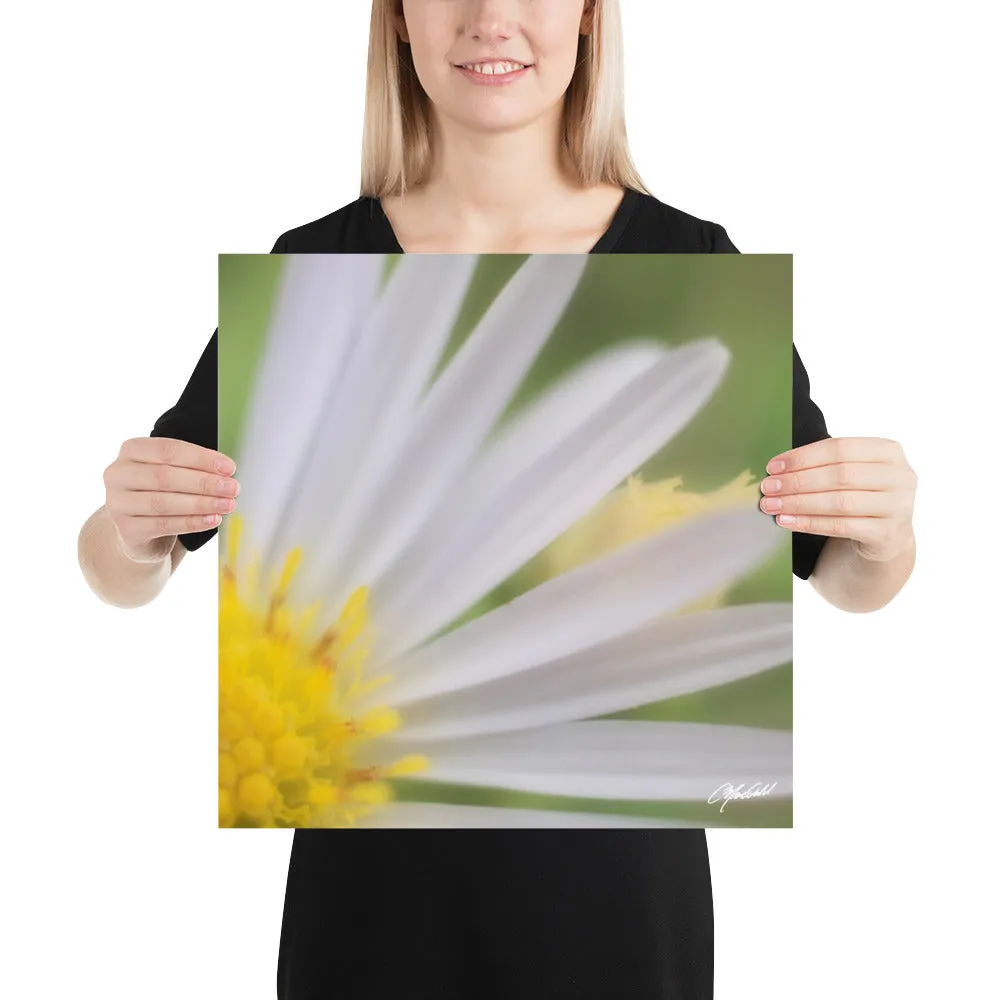The Daisy Dream Print (1/2)