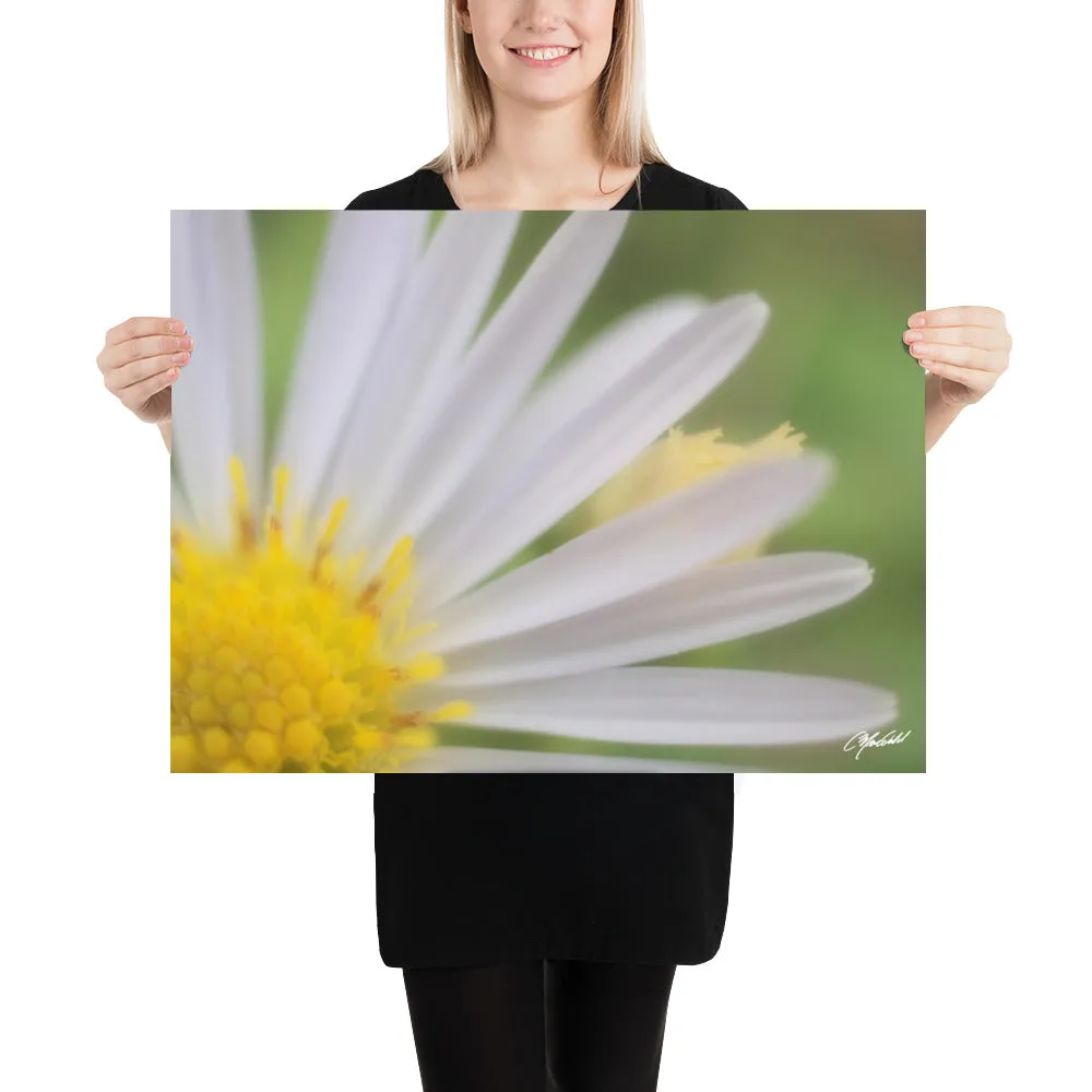 The Daisy Dream Print (1/2)