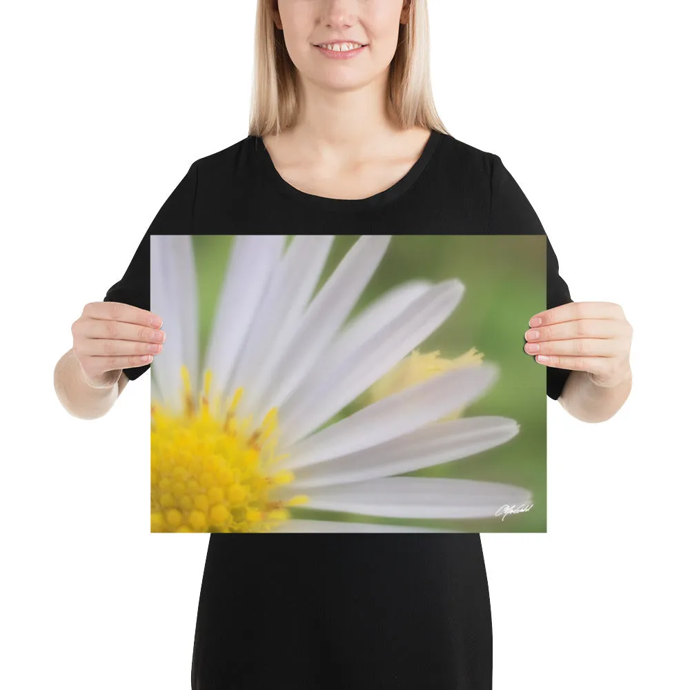 The Daisy Dream Print (1/2)