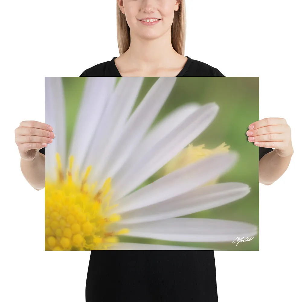 The Daisy Dream Print (1/2)