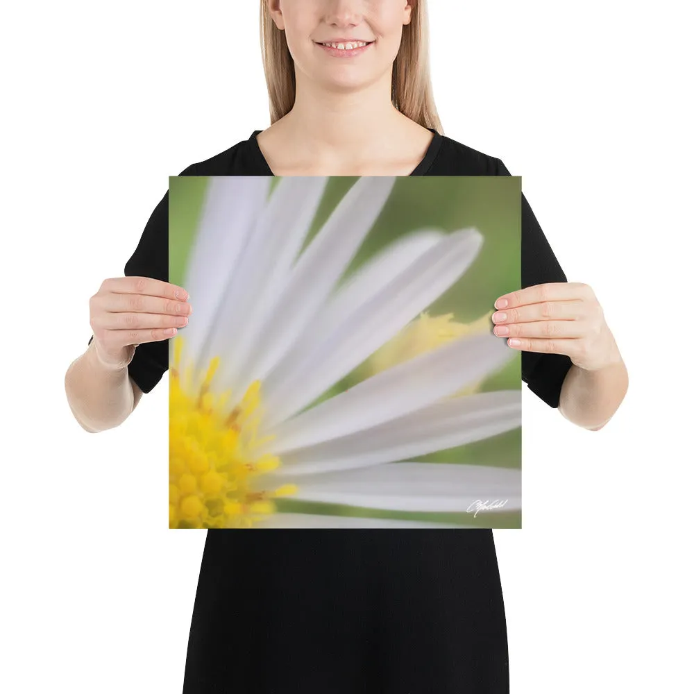 The Daisy Dream Print (1/2)