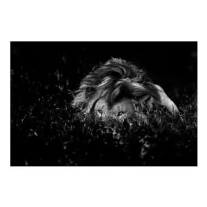 The Lion