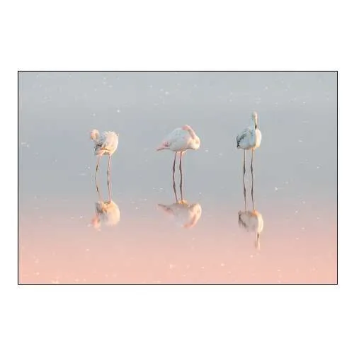 Three flamingos ...