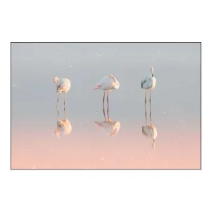 Three flamingos ...