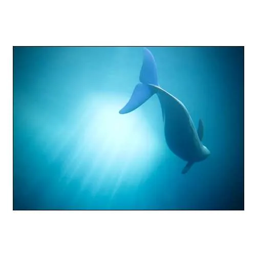 Velure Moana