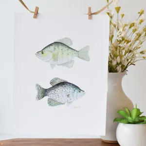 Watercolor Print- Crappie