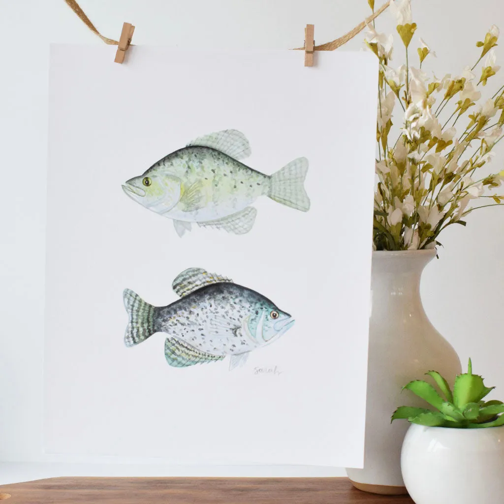Watercolor Print- Crappie