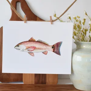 Watercolor Print- Redfish