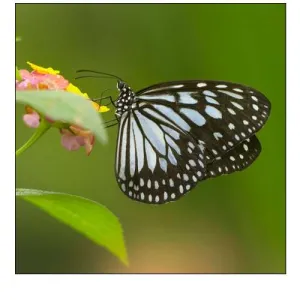 White tree nymph butterfly-ideopsis juventa