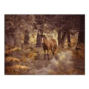 Wild Horse-New Forest