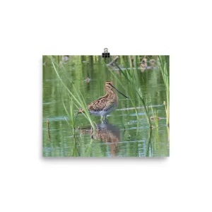Wilson's Snipe - print