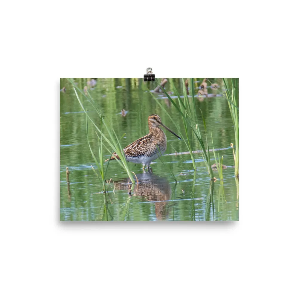 Wilson's Snipe - print