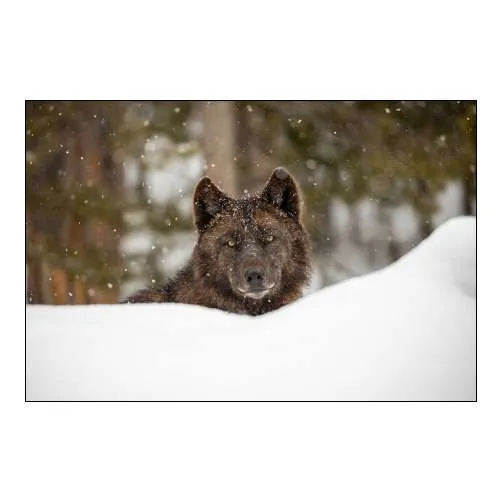 Wolf in Snow, Yellowstone National Park